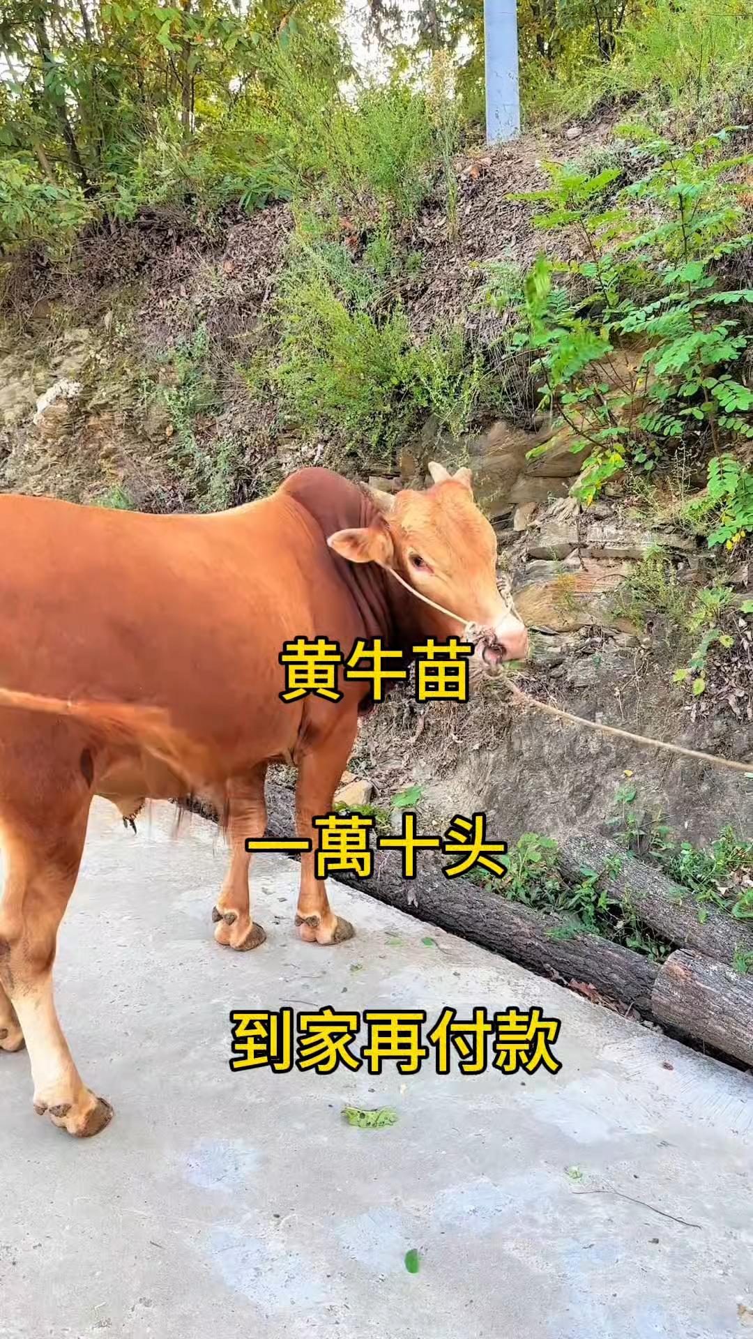 海盐最新黄牛代办方法分析(最方便真实的海盐黄牛代办网约车证方法)